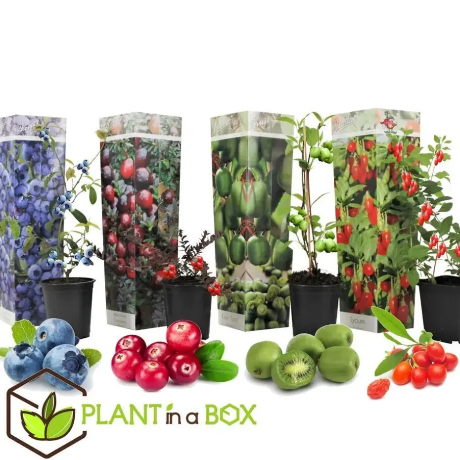Fruitstruiken - Set van 8 - Actinidia, Vaccinium, Lycium - Hoogte 25-40cm - ⌀9cm