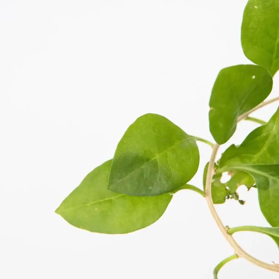 Fruitstruiken - Set van 8 - Actinidia, Vaccinium, Lycium - Hoogte 25-40cm - ⌀9cm