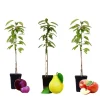 Fruitzuilen - Set van 3 - Apple, pear - Hoogte 60-70cm - ⌀9cm