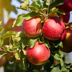 Fruitzuilen - Set van 3 - Apple, pear - Hoogte 60-70cm - ⌀9cm