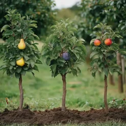 Fruitzuilen - Set van 3 - Apple, pear - Hoogte 60-70cm - ⌀9cm