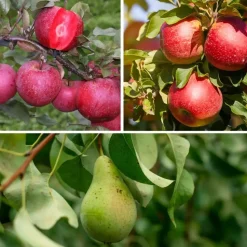 Fruitzuilen - Set van 3 - Apple, pear - Hoogte 60-70cm - ⌀9cm