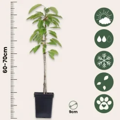 Fruitzuilen - Set van 3 - Apple, pear - Hoogte 60-70cm - ⌀9cm