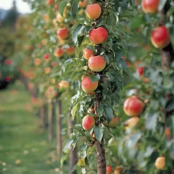 Fruitzuilen - Set van 3 - Apple, pear - Hoogte 60-70cm - ⌀9cm