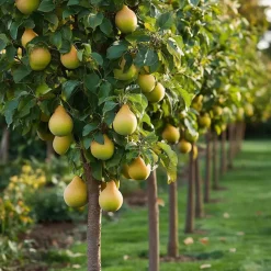 Fruitzuilen - Set van 3 - Apple, pear - Hoogte 60-70cm - ⌀9cm