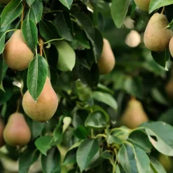 Fruitzuilen - Set van 3 - Apple, pear - Hoogte 60-70cm - ⌀9cm