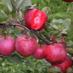 Fruitzuilen - Set van 3 - Apple, pear - Hoogte 60-70cm - ⌀9cm