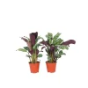 Gebedsplant - Set van 2 - Ctenanthe 'burle-marxii' - Hoogte 25-40cm - ⌀12cm