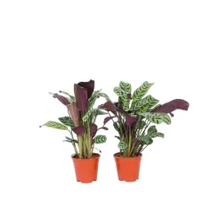 Gebedsplant - Set van 2 - Ctenanthe 'burle-marxii' - Hoogte 25-40cm - ⌀12cm