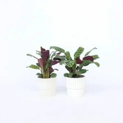 Gebedsplant - Set van 2 - Ctenanthe 'burle-marxii' - Hoogte 25-40cm - ⌀12cm
