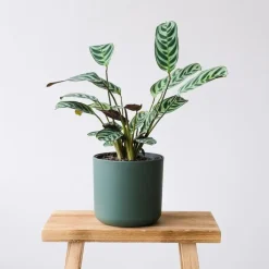 Gebedsplant - Set van 2 - Ctenanthe 'burle-marxii' - Hoogte 25-40cm - ⌀12cm