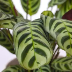 Gebedsplant - Set van 2 - Ctenanthe 'burle-marxii' - Hoogte 25-40cm - ⌀12cm