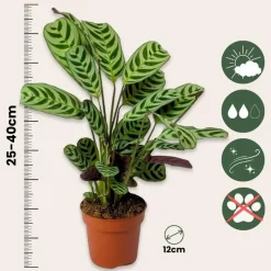 Gebedsplant - Set van 2 - Ctenanthe 'burle-marxii' - Hoogte 25-40cm - ⌀12cm