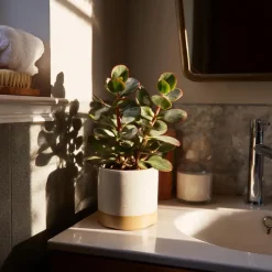 Geldboom - Crassula ovata 'Sunset' - Hoogte 15-20cm - ⌀12cm