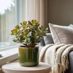 Geldboom - Crassula ovata 'Sunset' - Hoogte 15-20cm - ⌀12cm