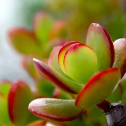 Geldboom - Crassula ovata 'Sunset' - Hoogte 15-20cm - ⌀12cm