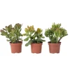Geldboom - Mix van 3 - Crassula Minor, Hobbit, Sunset - Hoogte 10-25cm - ø12cm