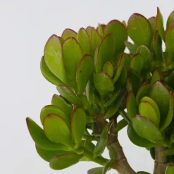 Geldboom - Mix van 5 Crassula ovata soorten - Hoogte 10-25cm - Pot 12cm