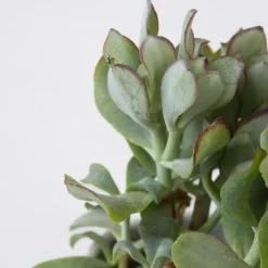 Geldboom - Mix van 5 Crassula ovata soorten - Hoogte 10-25cm - Pot 12cm