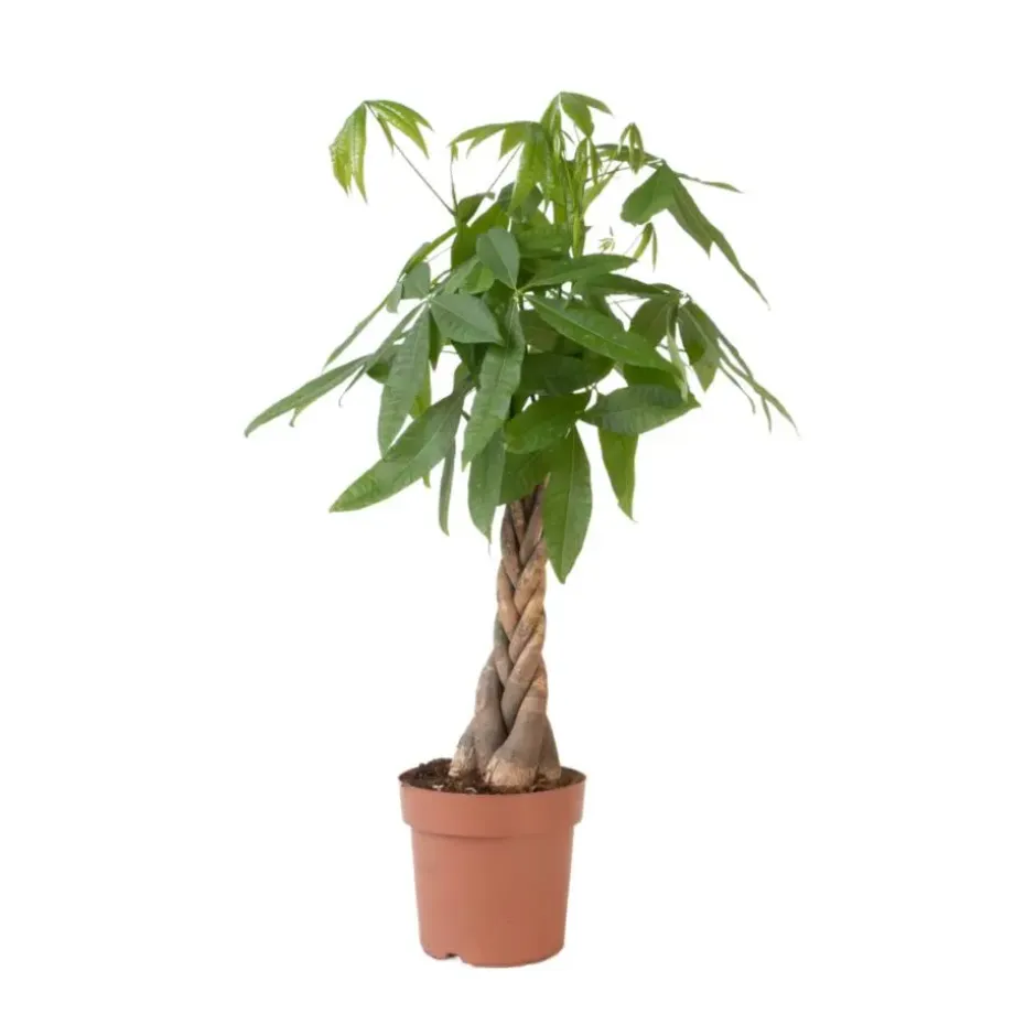 Geldboom - Pachira aquatica - Hoogte 100-120cm - ⌀24cm