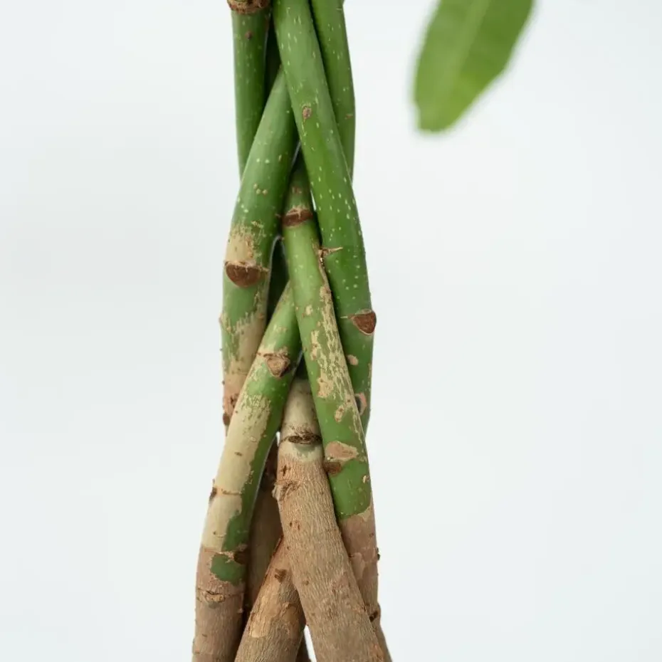 Geldboom - Pachira aquatica - Hoogte 100-120cm - ⌀24cm