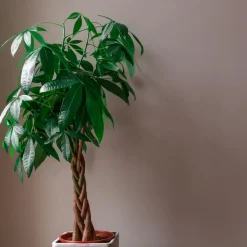 Geldboom - Pachira aquatica - Hoogte 100-120cm - ⌀24cm