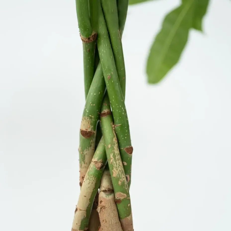 Geldboom - Pachira aquatica - Hoogte 100-120cm - ⌀24cm