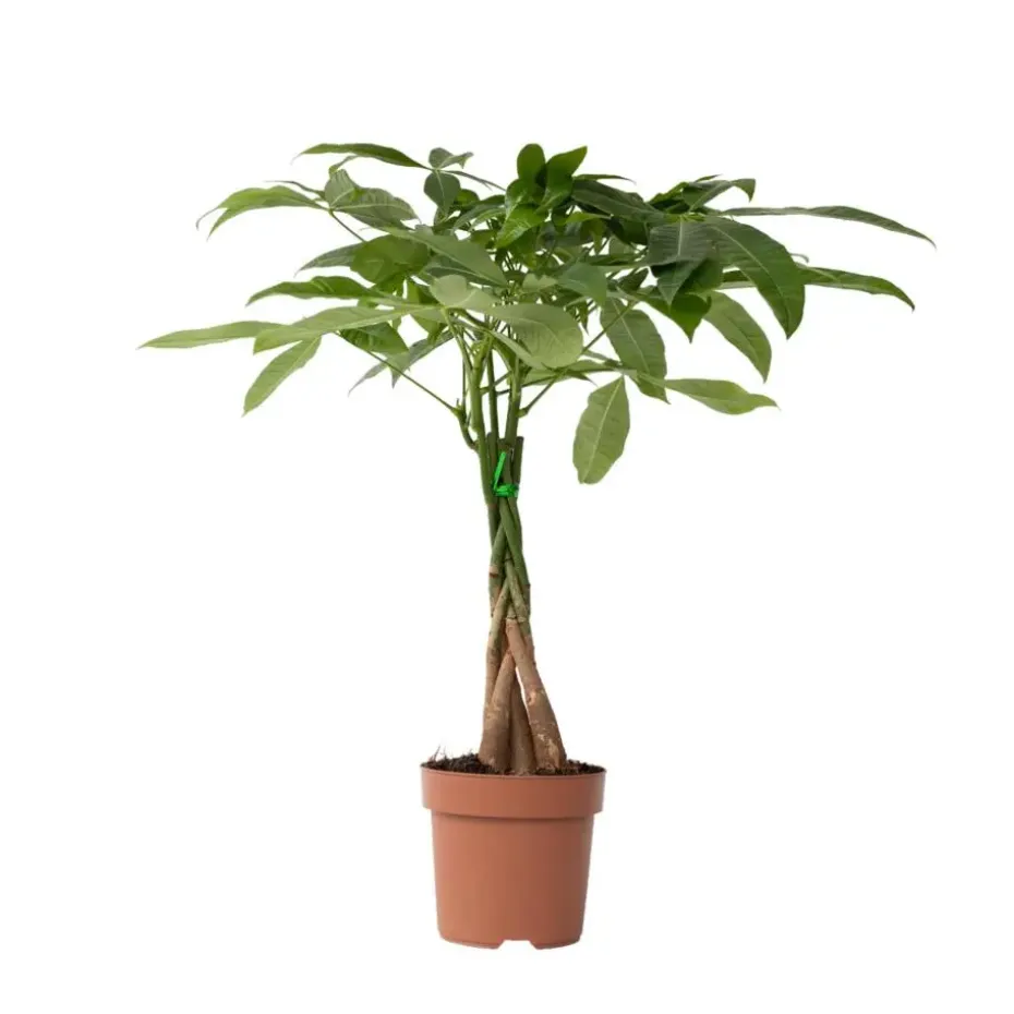 Geldboom - Pachira aquatica - Hoogte 60-70cm - ⌀17cm