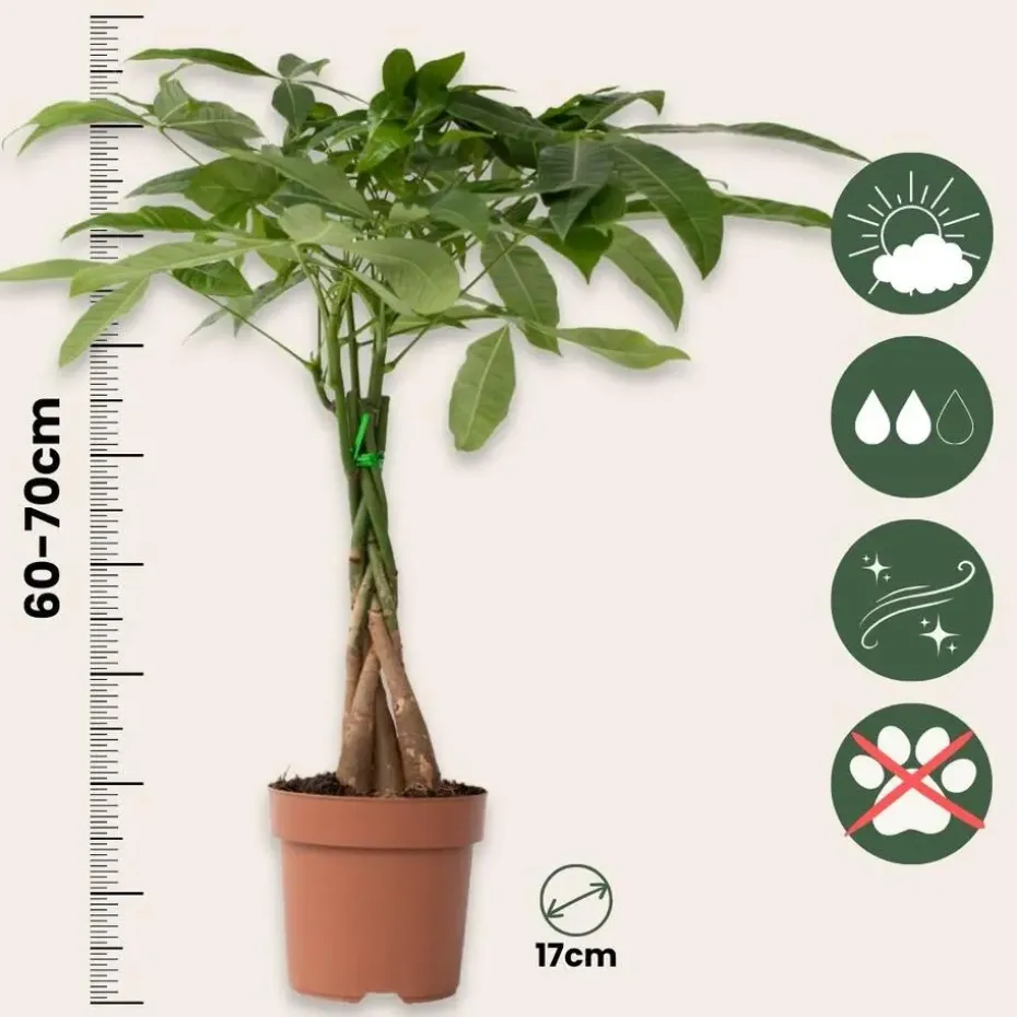 Geldboom - Pachira aquatica - Hoogte 60-70cm - ⌀17cm