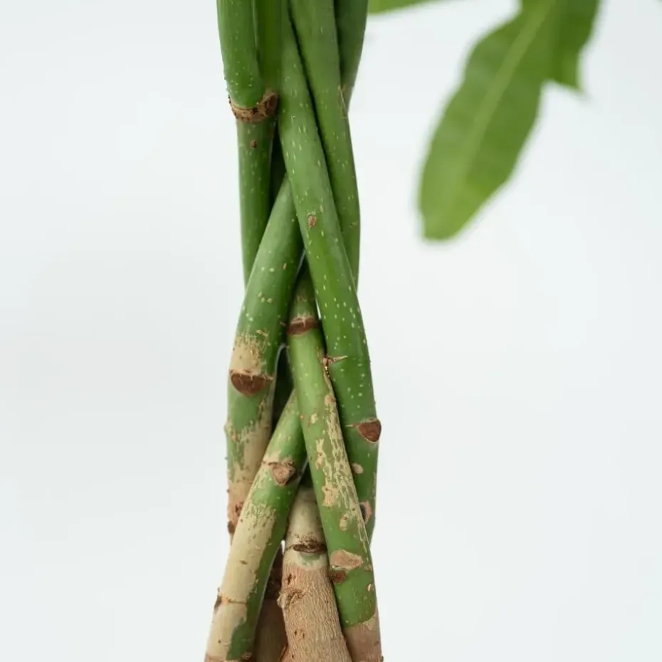 Geldboom - Pachira aquatica - Hoogte 60-70cm - ⌀17cm