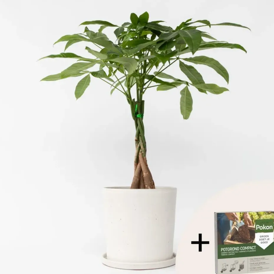Geldboom - Pachira aquatica - Hoogte 60-70cm - ⌀17cm