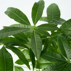 Geldboom - Pachira aquatica - Hoogte 60-70cm - ⌀17cm