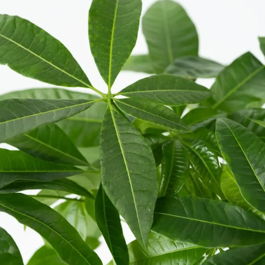 Geldboom - Pachira aquatica - Hoogte 60-70cm - ⌀17cm