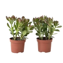 Geldboom - Set van 2 - Crassula ovata - Hoogte 15-25 cm - ø 12 cm