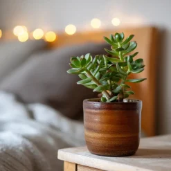 Geldboom - Set van 2 - Crassula ovata - Hoogte 15-25 cm - ø 12 cm