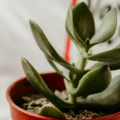 Geldboom - Set van 2 - Crassula ovata - Hoogte 15-25 cm - ø 12 cm