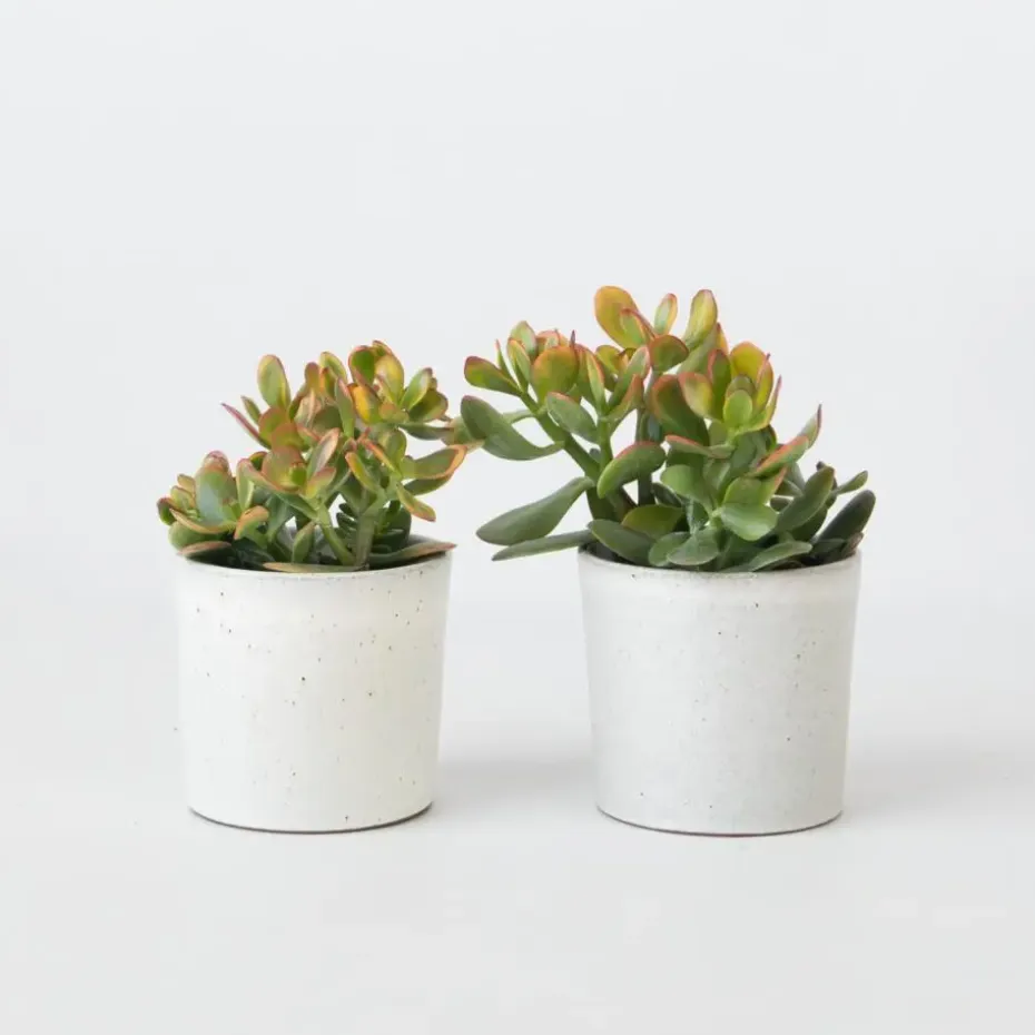 Geldboom - Set van 2 - Crassula ovata 'Sunset' - Hoogte 15-20cm - ⌀12cm