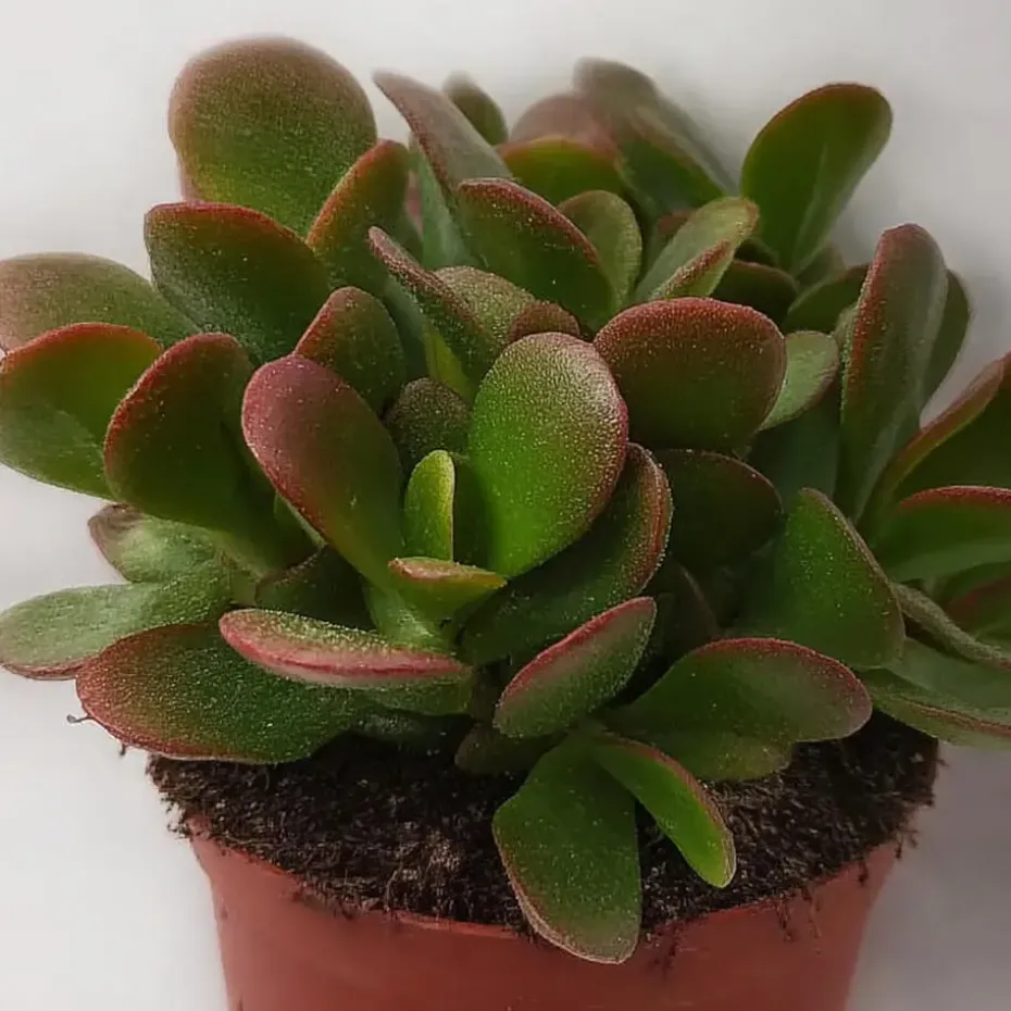 Geldboom - Set van 2 - Crassula ovata 'Sunset' - Hoogte 15-20cm - ⌀12cm