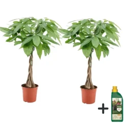 Geldboom met voeding - Set van 2 - Pachira aquatica - Hoogte 60-70cm - ⌀17cm