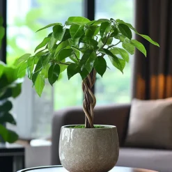 Geldboom met voeding - Set van 2 - Pachira aquatica - Hoogte 60-70cm - ⌀17cm