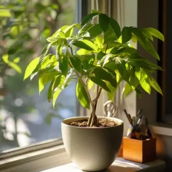 Geldboom met voeding - Set van 2 - Pachira aquatica - Hoogte 60-70cm - ⌀17cm