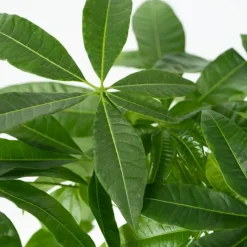 Geldboom met voeding - Set van 2 - Pachira aquatica - Hoogte 60-70cm - ⌀17cm