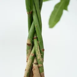 Geldboom met voeding - Set van 2 - Pachira aquatica - Hoogte 60-70cm - ⌀17cm