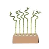Geluksbamboe - Set van 12 - Dracaena sanderiana - Hoogte 40-50cm - ⌀2cm