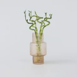 Geluksbamboe - Set van 12 - Dracaena sanderiana - Hoogte 40-50cm - ⌀2cm