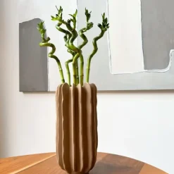 Geluksbamboe - Set van 12 - Dracaena sanderiana - Hoogte 40-50cm - ⌀2cm