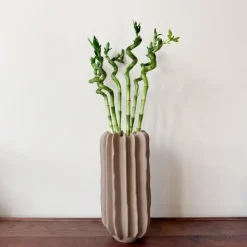 Geluksbamboe - Set van 12 - Dracaena sanderiana - Hoogte 40-50cm - ⌀2cm