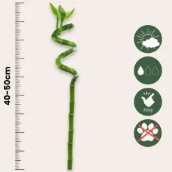 Geluksbamboe - Set van 6 - Dracaena sanderiana - Hoogte 40-50cm - ⌀2cm
