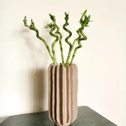 Geluksbamboe - Set van 6 - Dracaena sanderiana - Hoogte 40-50cm - ⌀2cm