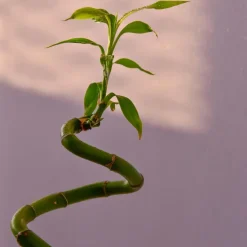 Geluksbamboe - Set van 6 - Dracaena sanderiana - Hoogte 40-50cm - ⌀2cm